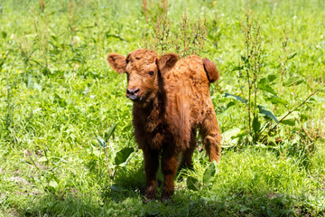 Portrait of adorable reddish-brown Highland calf standing in field, Saint-Édouard-de-Lotbinière,...