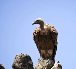 white tailed eagle