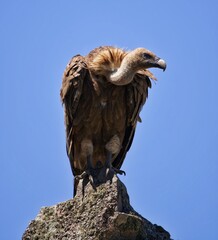 red tailed hawk