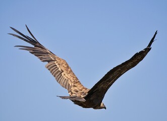 osprey in flight