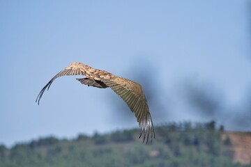 kite in flight