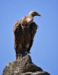 red tailed hawk