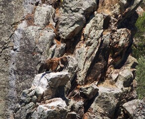 squirrel on tree