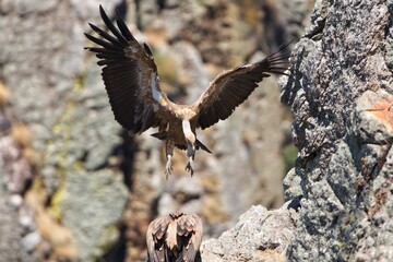 white tailed eagle