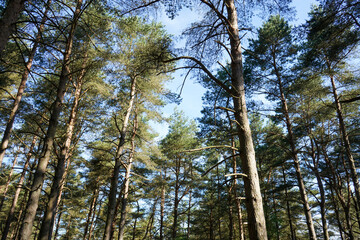 Looking up in to tall pine trees with blue sky background