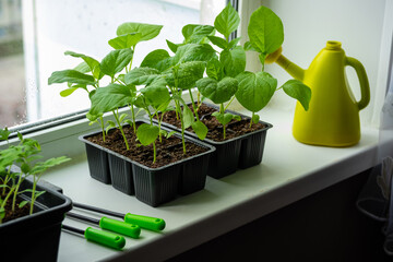 Box with seedlings is on windowsill at home. Growing vegetables eggplant sprouts from seeds at home.
