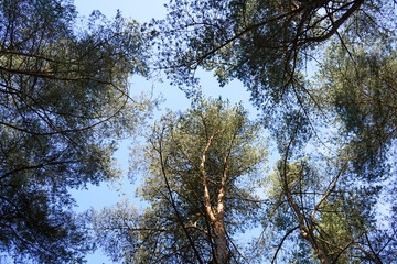Looking up in to tall pine trees with blue sky background