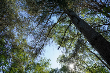 Obraz premium Looking up in to tall pine trees with blue sky background
