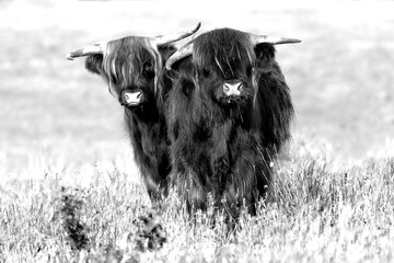 Two cute highland cows in black and white