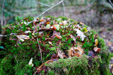 Close up of a moss covered tree stump