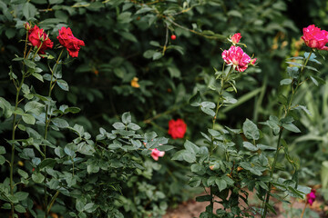 Fototapeta premium red flowers in the garden