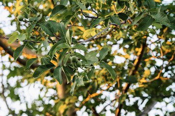 orange tree with fruits