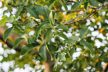 orange tree with fruits