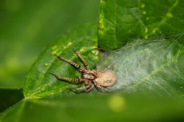 Eine Vierfleck Zartspinne, Anyphaena accentuata auf einem Blatt.