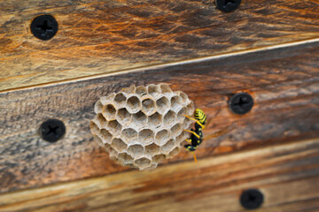 Eine Wespe baut an einem Wespennest das an einem Holzdeckel befestigt ist.