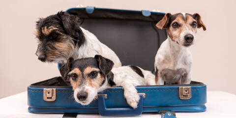 Vacation with several dogs -  small Jack Russell Terrier. Ready for the trip