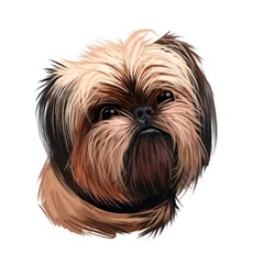 Griffon Bruxellois, Brussels Griffon, Belgium Griffon dog digital art illustration isolated on white background. Belgium origin companion dog. Pet hand drawn portrait. Graphic clip art design