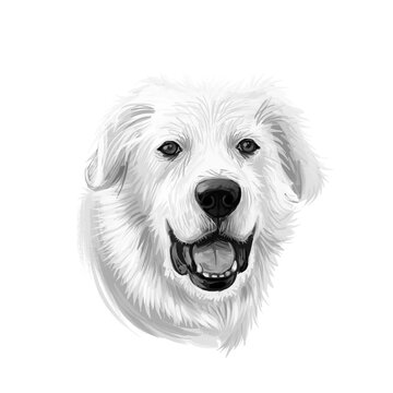 Great Pyrenees, Pyrenean Mountain, Pyr, GP, PMD dog digital art illustration isolated on white background. France, Spain origin guardian, working dog. Pet hand drawn portrait. Graphic clip art design