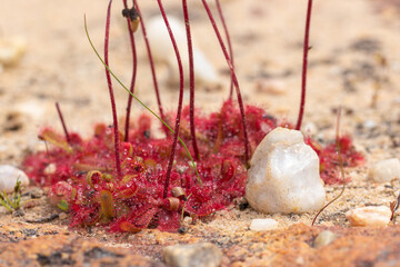 Drosera sp. with red rosettes and small white stone seen on the Bokkeveld Plateau near the town of Nieuwoudtville in South Africa