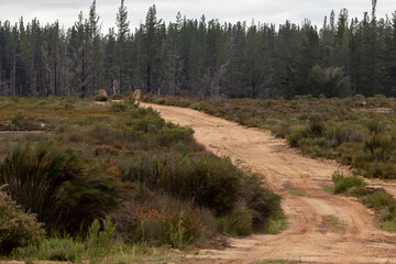untarred road with trees in the background near Nieuwoudtville  in the Northern Cape of South Africa