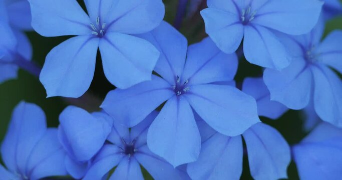Close up on a Plumbago flower also named leadwort
