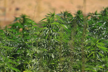 Cannabis Plants