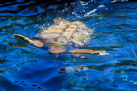 Eine Aufnahme einer geschützen Meeresschildkröte im Wasser. Diese Schildkröten brauchen den Weltweiten Schutz und ihrer Habitate.
