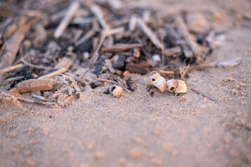 nature, texture, closeup, sand, forest, wildlife, earth
