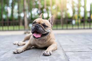 bulldog puppy