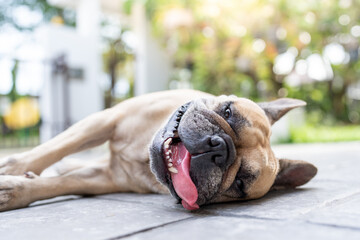 Exhausted dog lying in the sun sticking tongue out. Summer heat could cause animal heat stroke symptoms. © tienuskin
