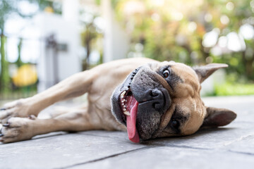 French bulldog with heat stroke exhaustion lying in garden.
