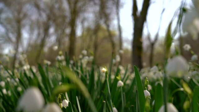 Image of snowdrop flowers shot with selective focus.