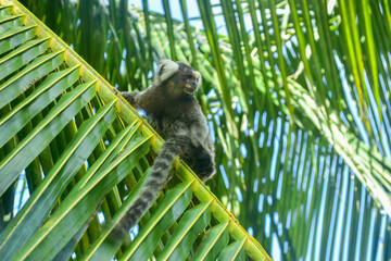 monkey in a tree, brazil, puerto do galinhas
