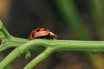 Red ladybug on green grasses - Powered by Adobe