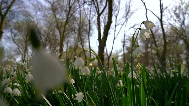Bottom angle shaded video of snowdrop field taken with selective focus.