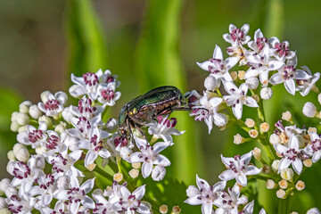 vue d'un Coléoptère en gros plan