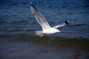 Herring gull flies low above blue waves of sea