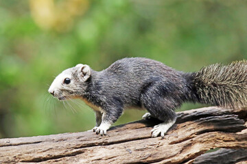 chipmunk on a rock