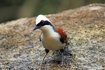 A White-crested Laughingthrush on ground