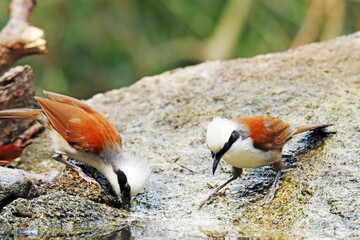 A White-crested Laughingthrush on ground