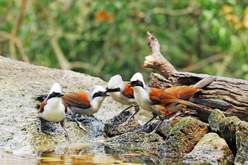 A White-crested Laughingthrush on ground