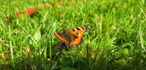 Schmetterling im hohen grünen Gras