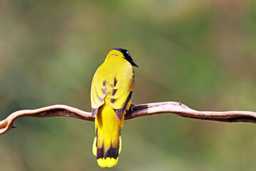 A Black – headed Bulbul on a branch