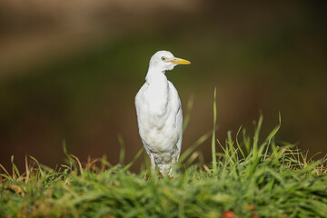 White egret at the rivers edge