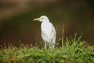 White egret sitting on a river bank
