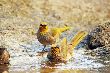 A Stripe-throated Bulbul take a bath