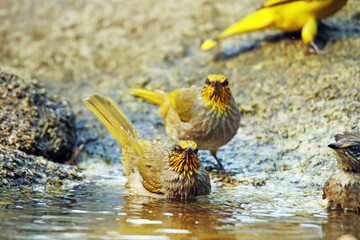 A Stripe-throated Bulbul take a bath