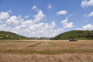 Fototapeta na wymiar A close up of a dry grass field. High quality photo