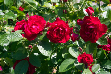 red roses bathed in sunlight