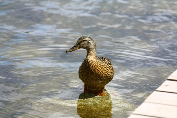 Wild ducks on the shore of Strbske Pleso in High Tatras , Slovakia. 